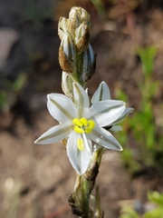 Chlorophytum transvaalense