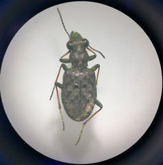 Elaphrus riparius