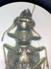 Elaphrus riparius