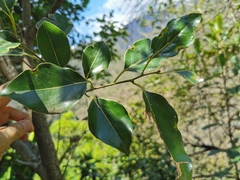 Ocotea obtusata