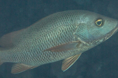 Lutjanus argentimaculatus
