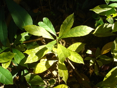 Terminalia calamansanai