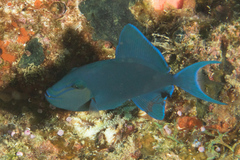 Odonus niger