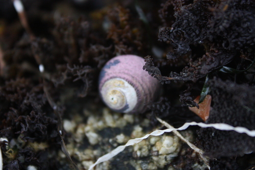 Tegula funebralis