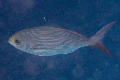 Dusky snapper (Paracaesio sordida) — Lutjanidae