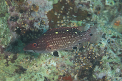 Bodianus dictynna