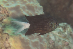 Chromis xanthura