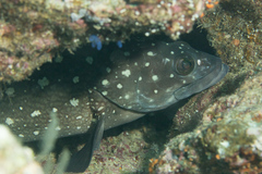 Epinephelus coeruleopunctatus