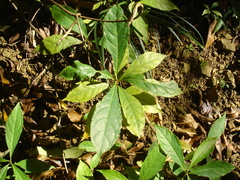 Terminalia calamansanai