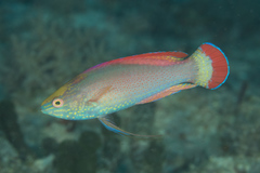 Pink-Margin Wrasse photo 4