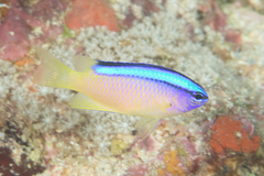 Chrysiptera caeruleolineata