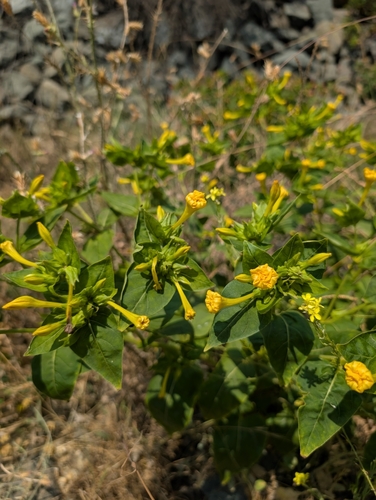 Mirabilis jalapa