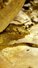 Pseudomyrmex ejectus