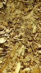 Pseudomyrmex ejectus