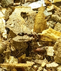 Pseudomyrmex ejectus