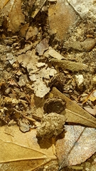 Pseudomyrmex ejectus