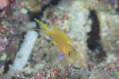 Pseudanthias pleurotaenia
