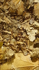 Pseudomyrmex ejectus