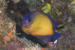 Centropyge bispinosa