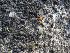 Sphex ichneumoneus