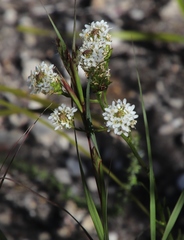 Pseudoselago gracilis