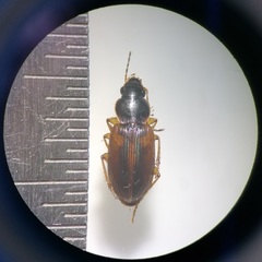 Stenolophus mixtus