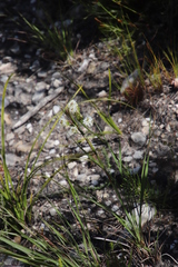 Pseudoselago gracilis