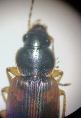 Stenolophus mixtus