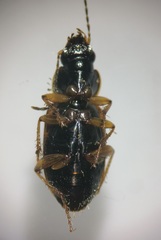 Stenolophus mixtus