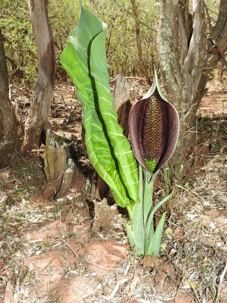 Synandrospadix