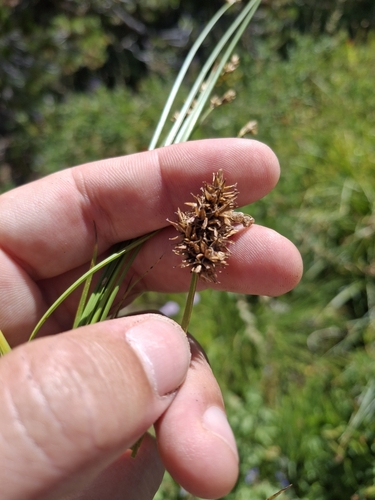Carex nervina, 2025-08-20