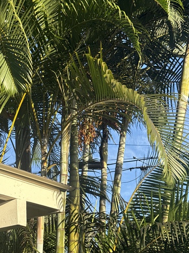 Areca, 2025-08-22