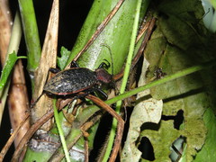 Carabus nankotaizanus