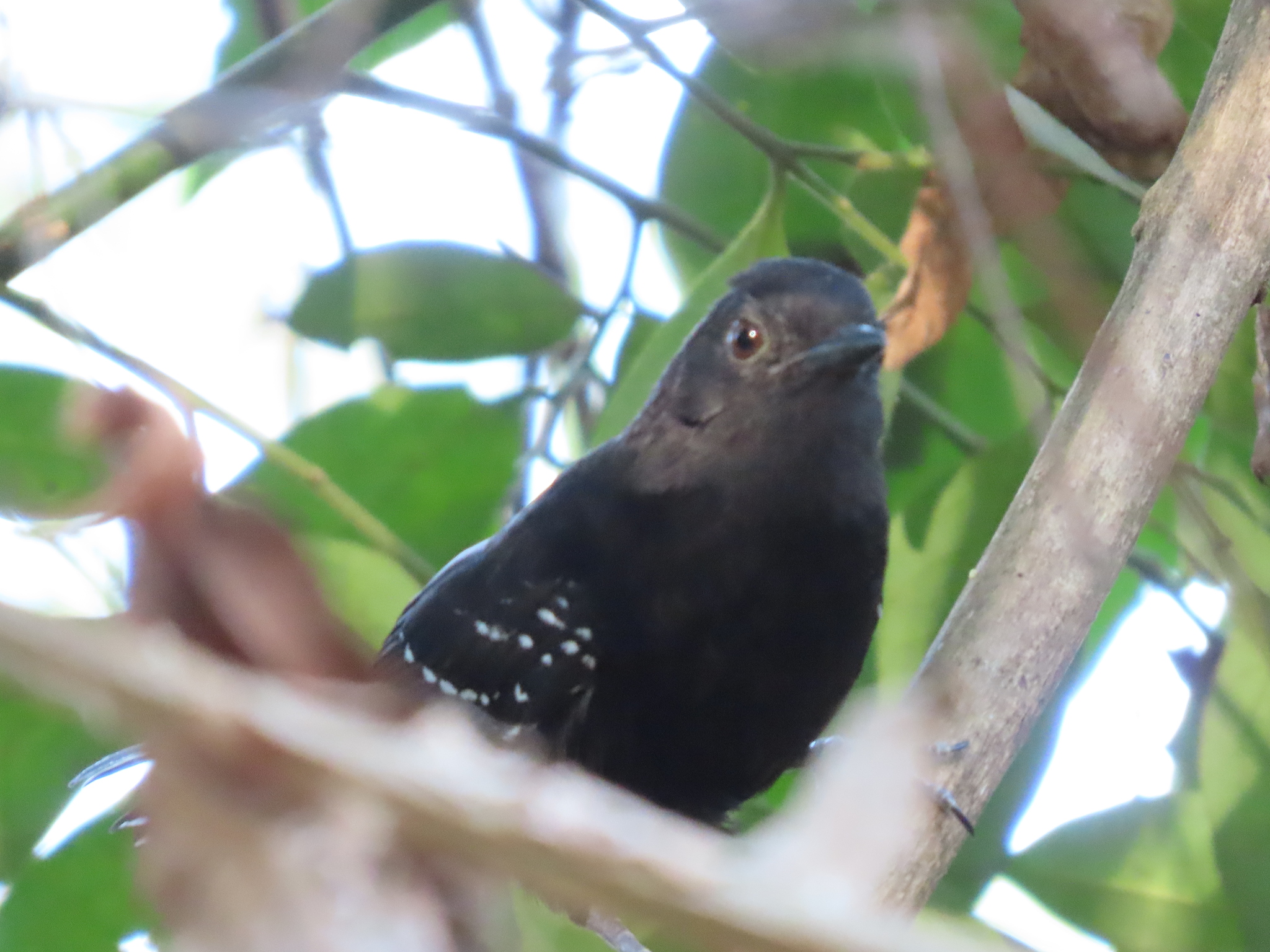 Mato Grosso Antbird (Cercomacra melanaria), photo 1