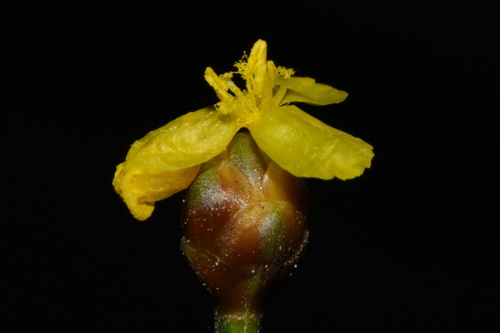 Ketona yellow-eyed grass (Xyris spathifolia)