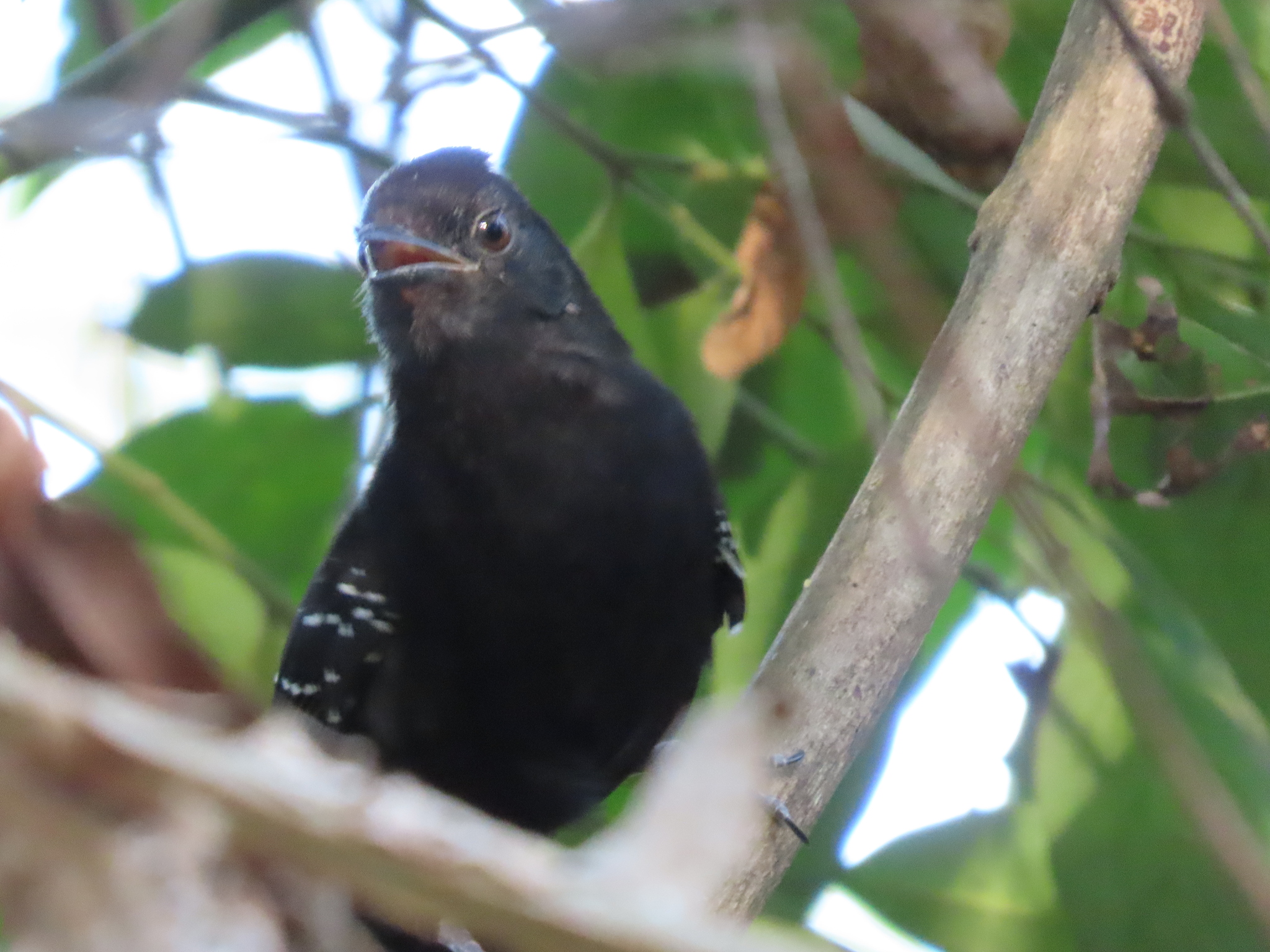 Mato Grosso Antbird (Cercomacra melanaria), photo 2