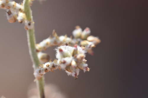 Arizona snakecotton (Froelichia arizonica)
