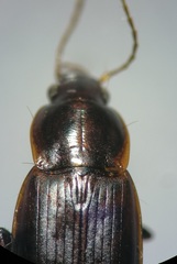 Calathus mollis