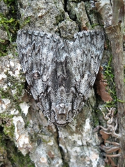 Catocala ulalume