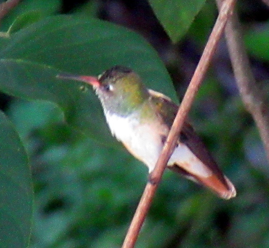 Amazilis amazilia image