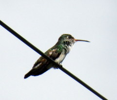 Amazilia tzacatl