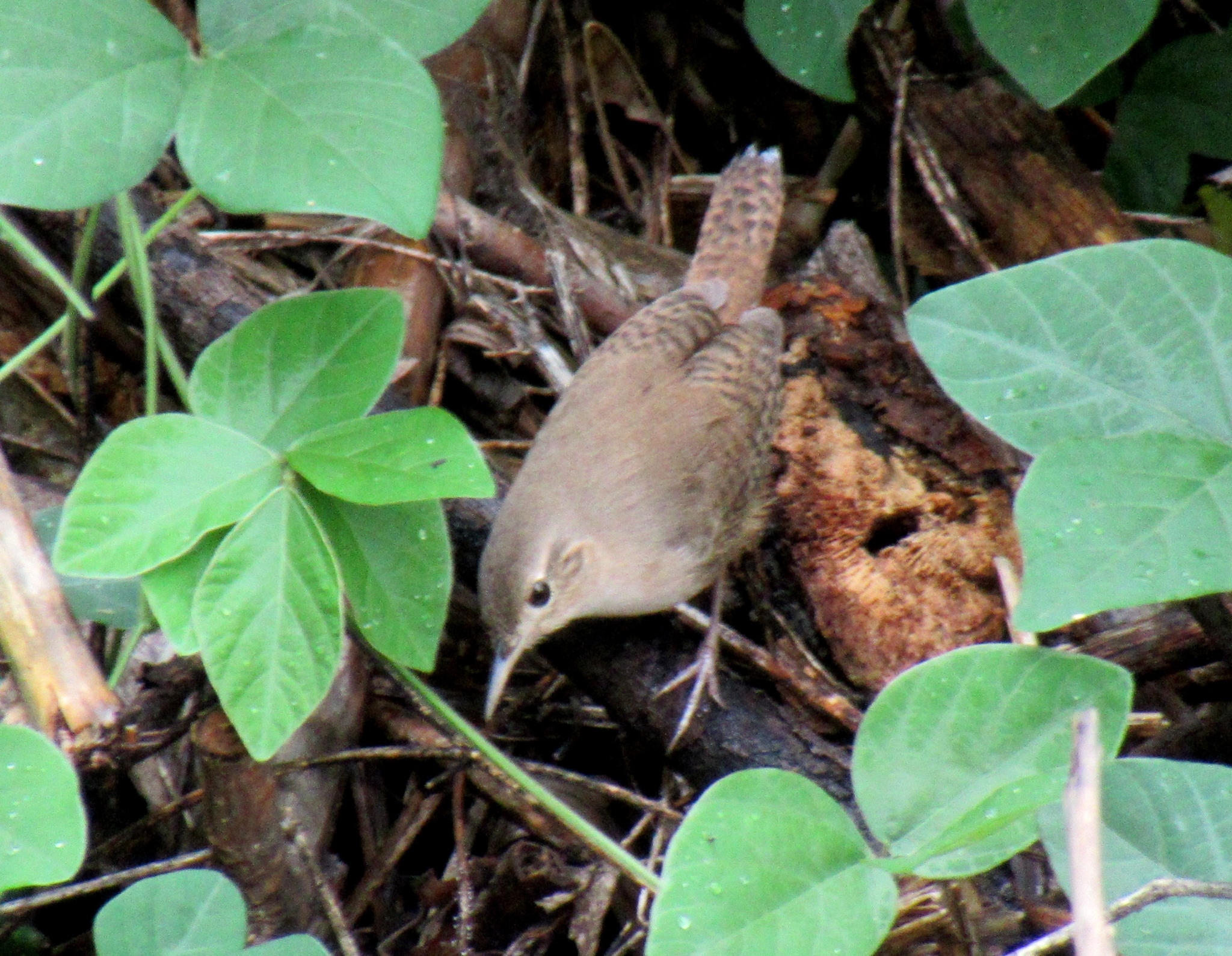 Troglodytes aedon image