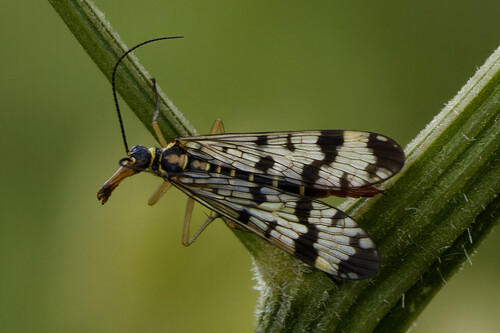 Common European Scorpionfly, De Weere, Netherlands, photo 5 of 10