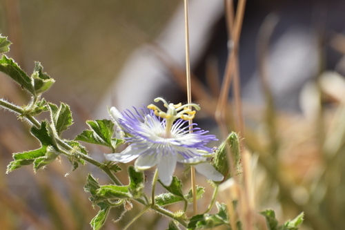 Arizona passionflower (Passiflora arizonica)