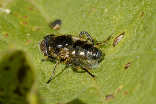 Small Spotty-eyed Drone Fly, De Weere, Netherlands, photo 10 of 10
