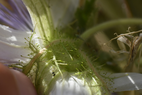 Passiflora arizonica, photograph 5