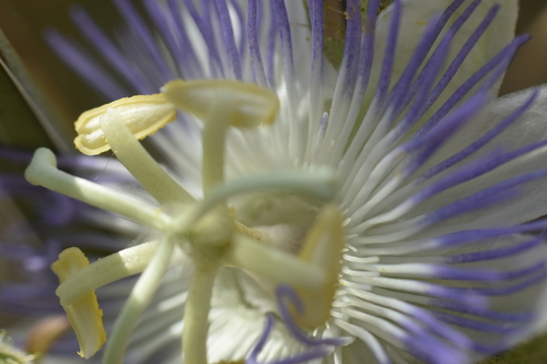 Passiflora arizonica, photograph 4