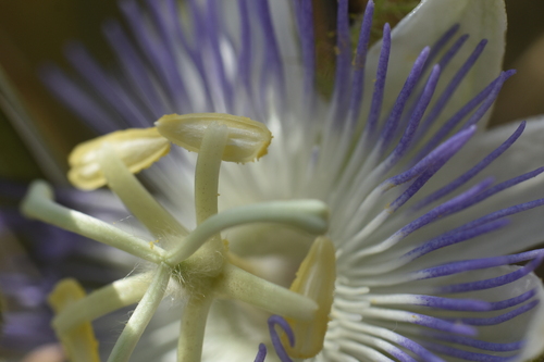 Passiflora arizonica, photograph 6