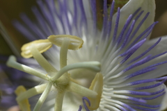 Passiflora arizonica, photograph author not stated, no rights reserved