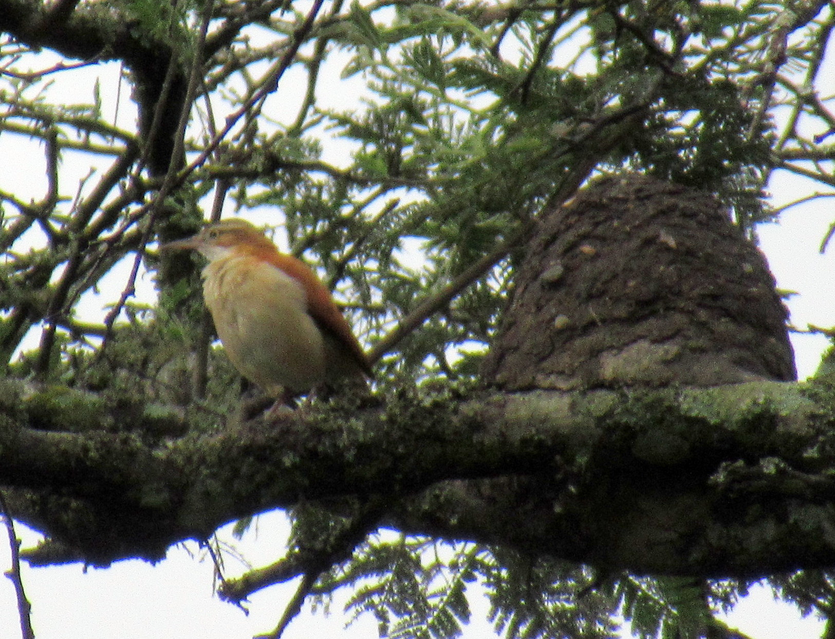 Furnarius leucopus image